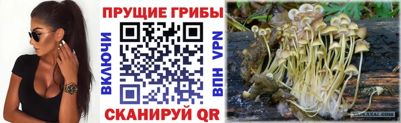 наркотики  Гуково  Галлюциногенные грибы Cubensis 